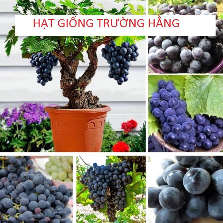 Hạt giống Nho lùn trồng chậu (gói 10 hạt)