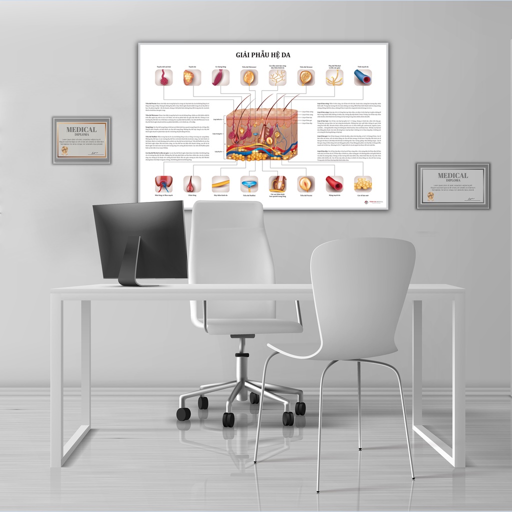 Tranh giải phẫu Da - 50x75cm - Decal dán