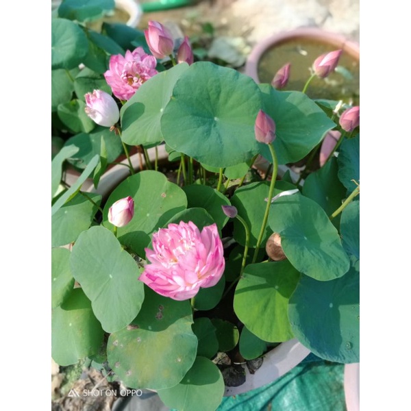 Sen Hồng Siêu Hoa - ảnh hoa thật của nông trang