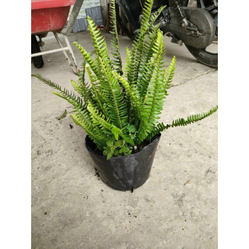 Cây dương xỉ trồng viền hàng rào trang trí quán cà phê, trà sữa, sân vườn