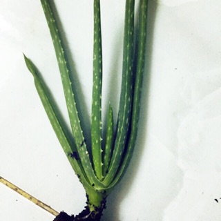 Cây giống nha đam Mỹ ( cây con )