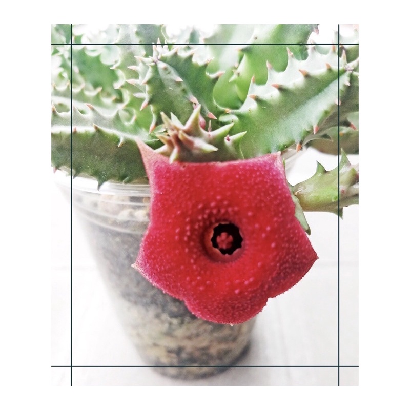XƯƠNG RỒNG SAO BIỂN (bán nhánh)