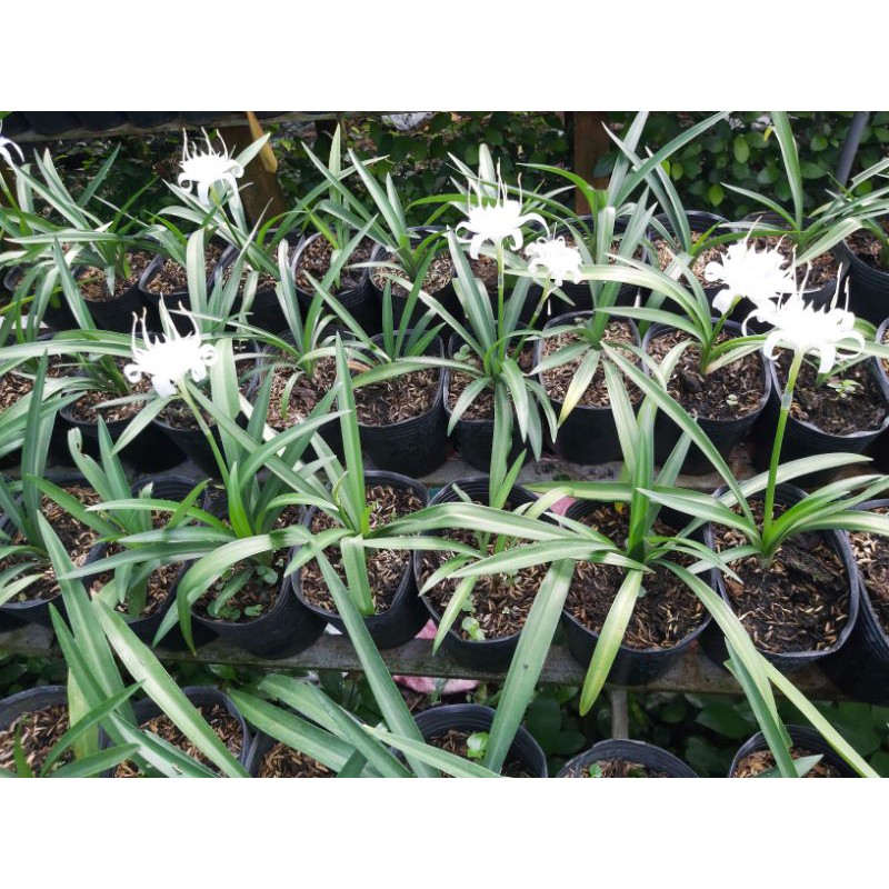 Cây Hoa Ngải Bà Chúa Xiêm