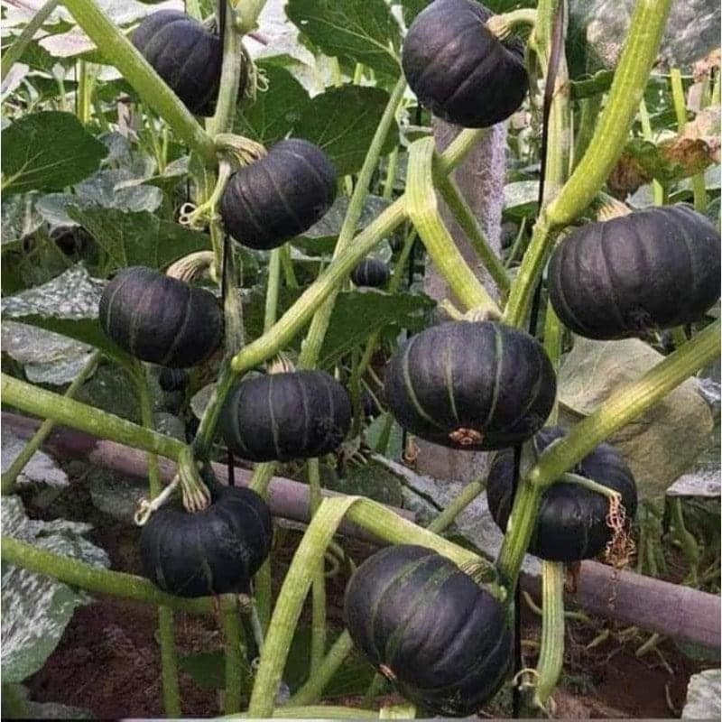 Hạt giống Bí ngô kẹo candy F1