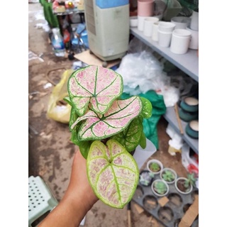 Cây Mon cảnh - Cây Muống Nhật