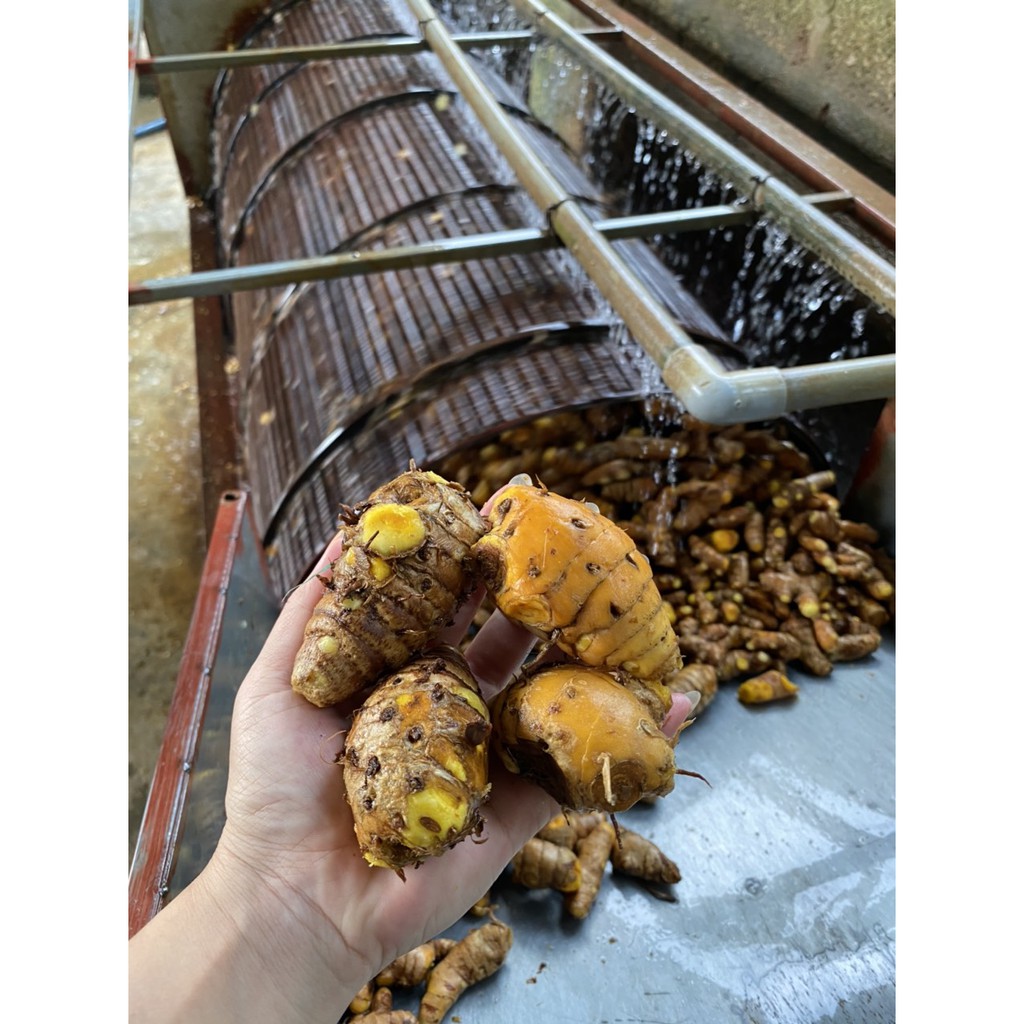 SERUM BƠ NGHỆ HANDMADE