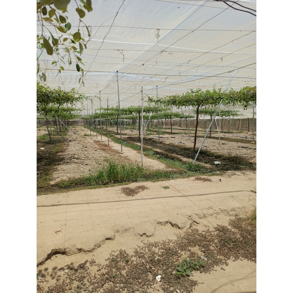 Dây bô, dây thừng 3li dài 220 mét - neo cột, trang trí quán, handmade, làm giàn hoa leo