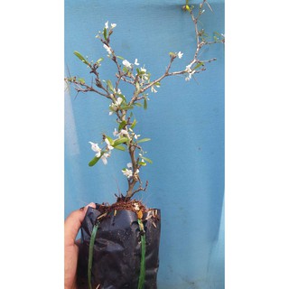 Linh sam sông hinh bông trắng