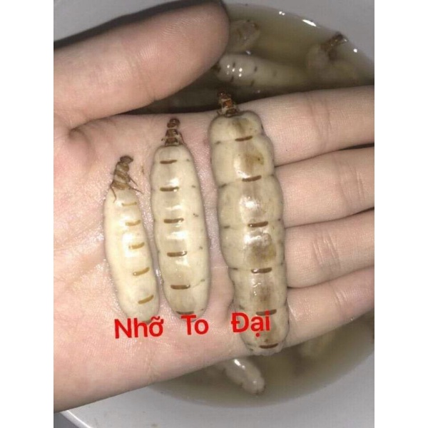 1 con mối chúa hàng chọn 5cm