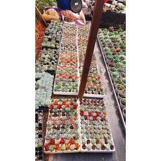 84 cây sen vỉ siêu đẹp giá siêu siêu rẻ