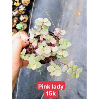 Pink Lady