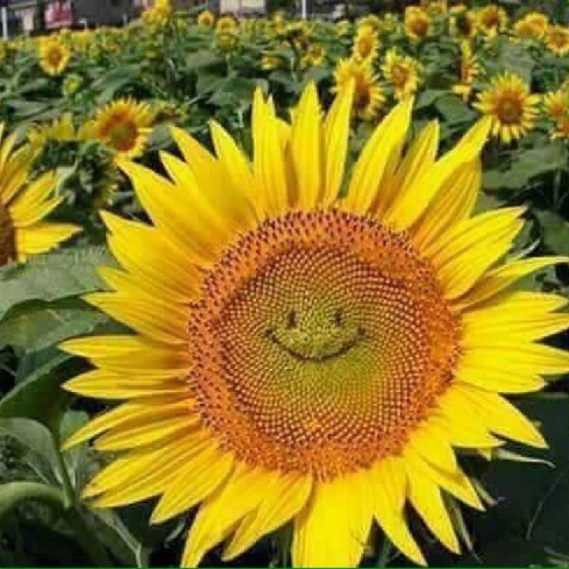 Hạt dương mặt cười siêu hoa F1