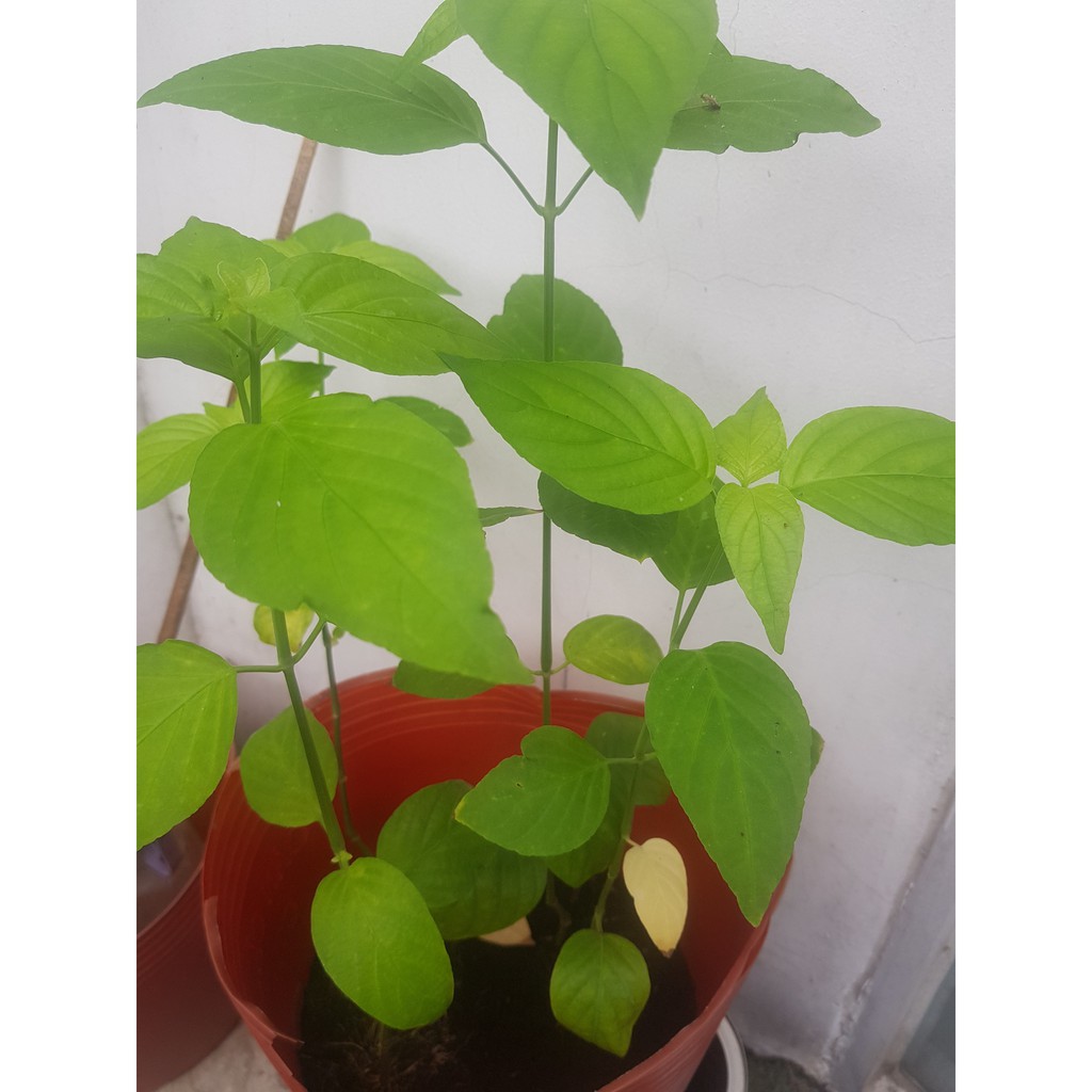 Lá cẩm khô phơi tại nhà dùng nấu xôi chè, bánh mứt, làm đẹp... bao 50gr-100-200gr, 2 màu tím và đỏ cam