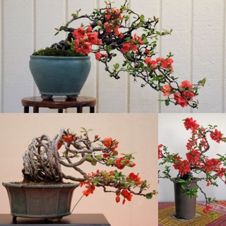 Hạt giống hoa Mai đỏ