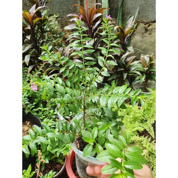 Cây hoa cẩm tú mai
