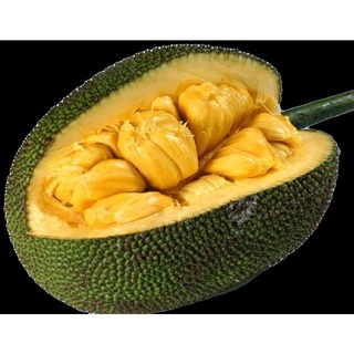 CÂY MÍT TỐ NỮ