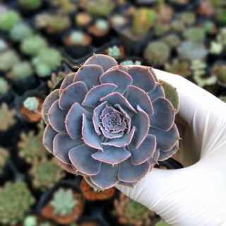 Sen bắp cải mới