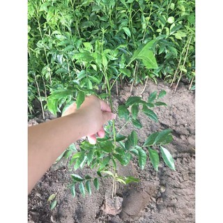 Combo 5 Cây giống móc mật 70k