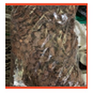 1kg VỎ THÔNG trồng lan các cỡ