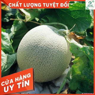 🍈20H - HẠT GIỐNG DƯA LƯỚI (DỄ TRỒNG)🍈
