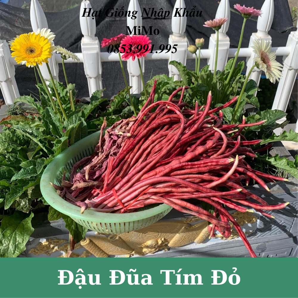 Hạt giống đậu đũa tím đỏ siêu trái, giàu dinh dưỡng