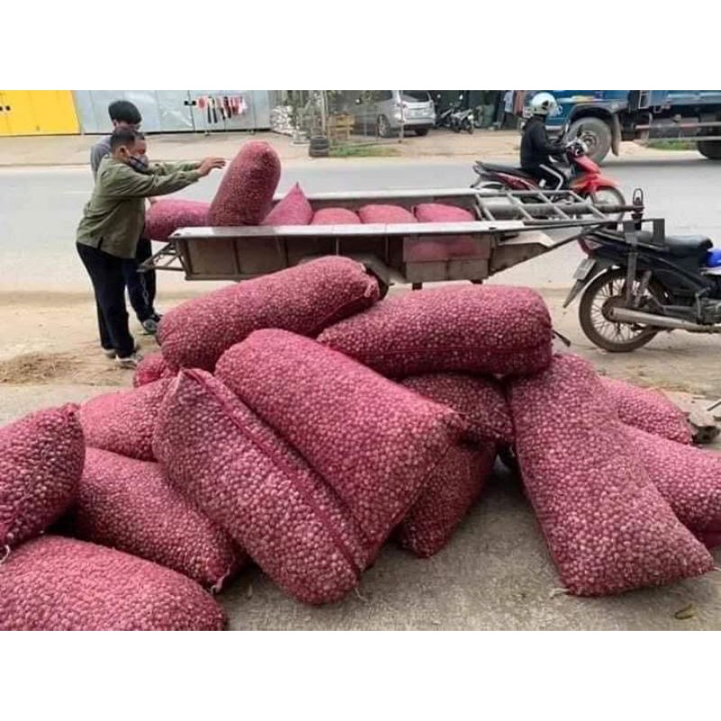 TỎI CÔ ĐƠN PHÙ YÊN SƠN LA CHUẨN XỊN