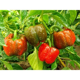HẠT GIỐNG ỚT CHUÔNG 10 HẠT