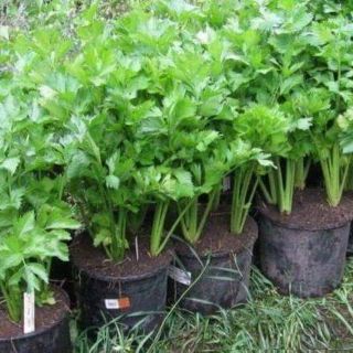 Hạt Giống Cần tây Pascal F1
