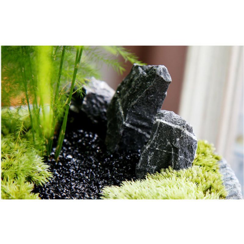 Rêu leucobryum, cushion cho bể terrarium, bonsai hôp 10x15cm