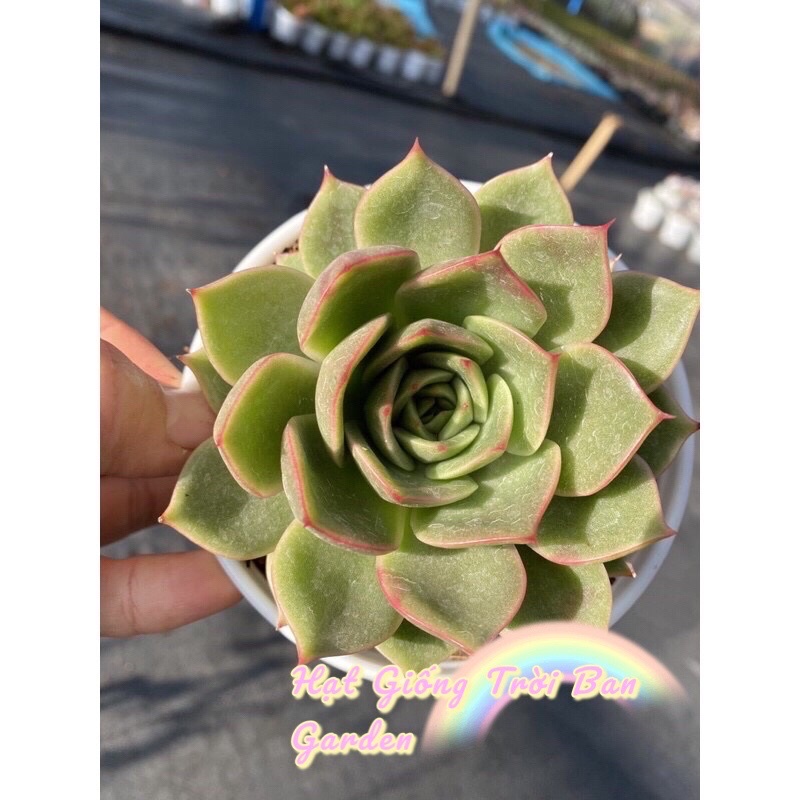 RANDOM SEN ĐÁ SIZE TRUNG 9-12cm - XUẤT VƯỜN ĐÀ LẠT 😍 ĐÃ THUẦN KHÍ HẬU 🤑 SỐ LƯỢNG CÓ HẠN 🤫