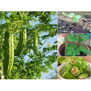 Hạt giống Mướp đắng