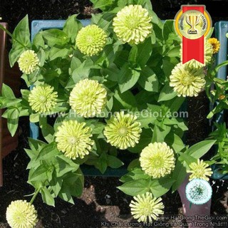 10GR 1500.HẠT Hạt Giống Hoa Cúc Lá Nhám Kép Chanh TG76 (| -KD: B41*V73)