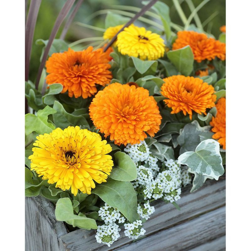 100H - Hạt giống Hoa Cúc SuSi Mix màu