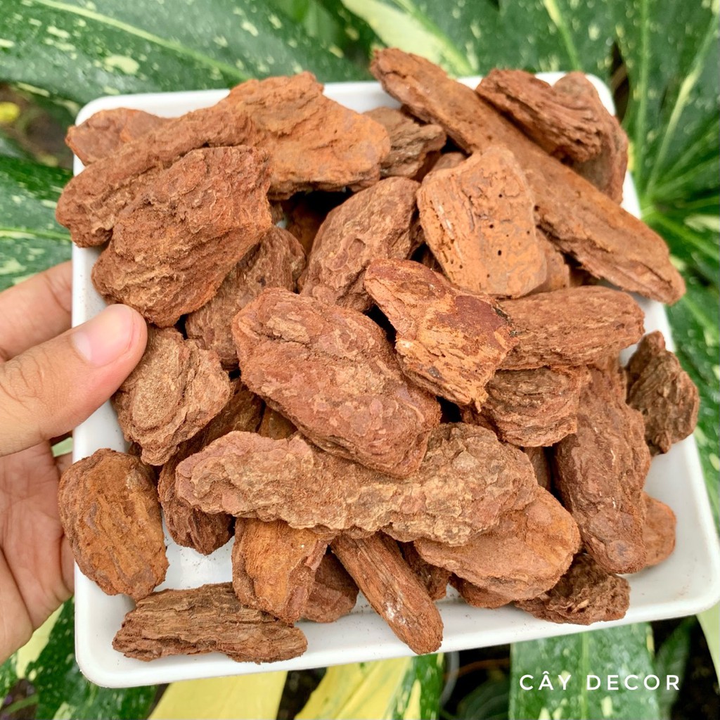 Vỏ thông ABE BARK size lớn 3-4cm dành cho kiểng lá, gói 5dm