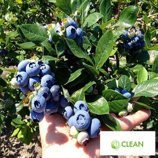 Hạt giống Việt quất (30 hạt)