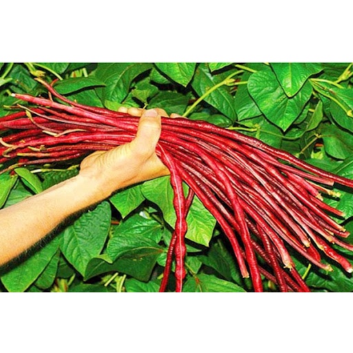 10 Gram Hạt Giống Đậu Đũa Dài  MàuTím Năng Suất Cao