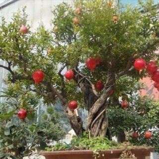 Cây 🌲 Lựu Mỹ....( siêu trái)