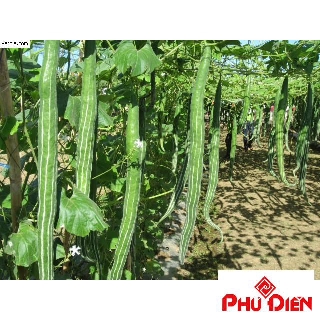 5 Hạt giống mướp rắn F1  PHÚ ĐIỀN