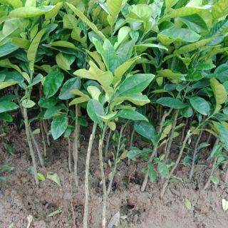 Cây  bưởi  đỏ luận  văn