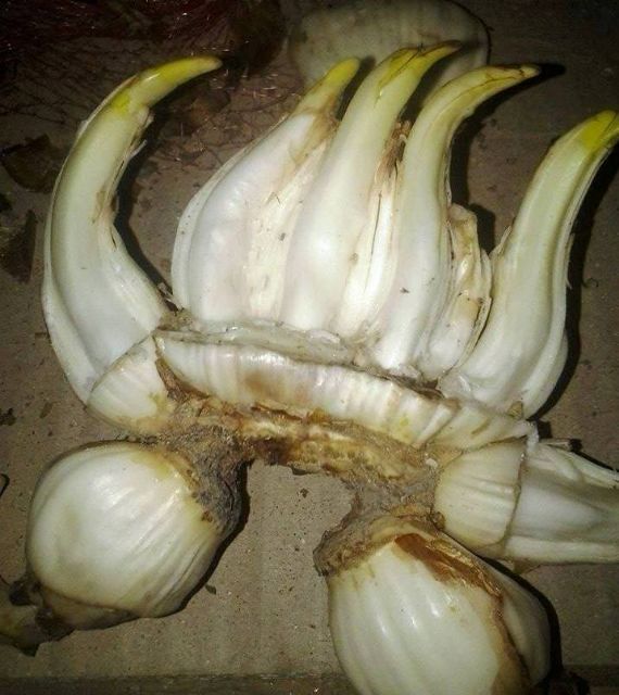 Bộ dao gọt hoa thủy tiên rất sắc bén, dùng lâu năm