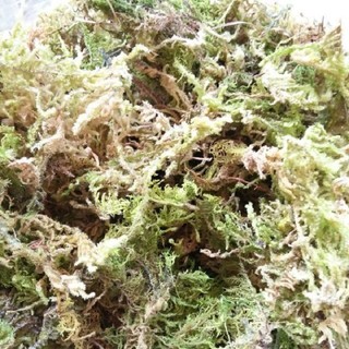 Rêu rừng trồng lan gói 200 gr