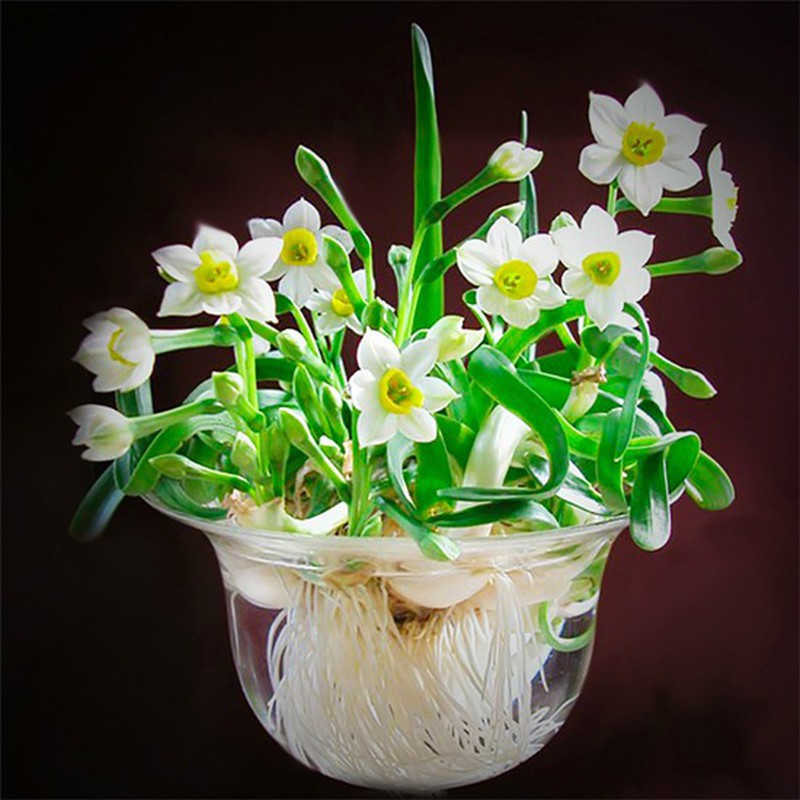 Củ thủy tiên - củ hoa thủy tiên giống củ to đẹp nguồn gốc Chương Châu loại 1