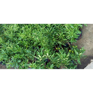 cây tắc ngọt mỹ
