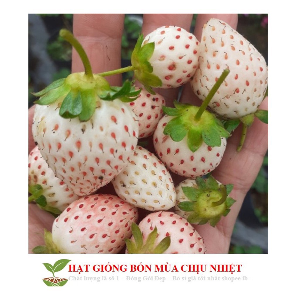 Hg1c 50 hạt giống dâu tây trắng chịu nhiệt Dâu tây Nhật luckyseed hạt siêu rẻ