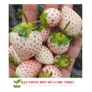 [Seeds]Hạt giống dâu tây trắng 100 hạt