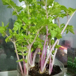 Hạt giống rau Cần Tây Tím_rau Cần Tây đỏ F1 Thái Lan
