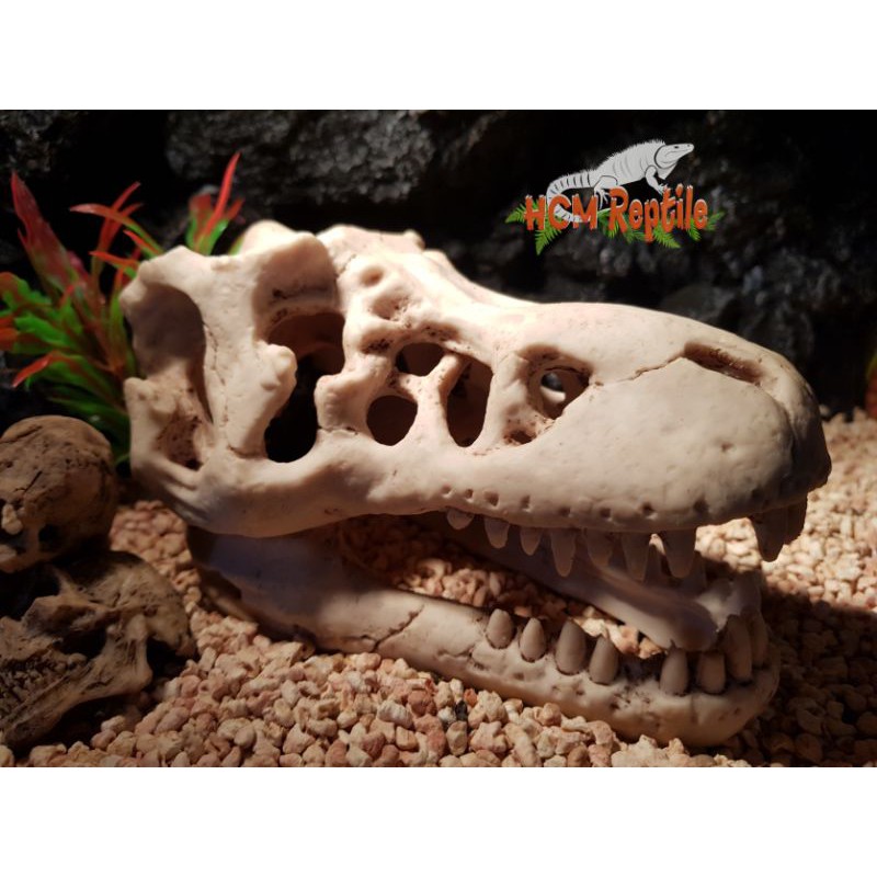 Sọ khủng long T-Rex
