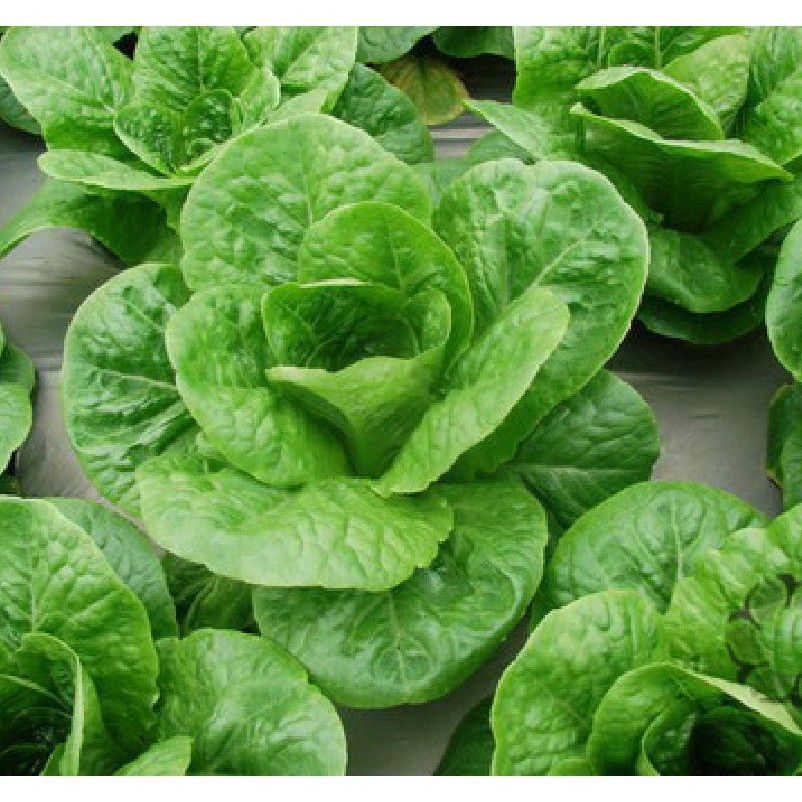 Hạt giống rau xà lách Romain xanh - 1 gói 0.2gram