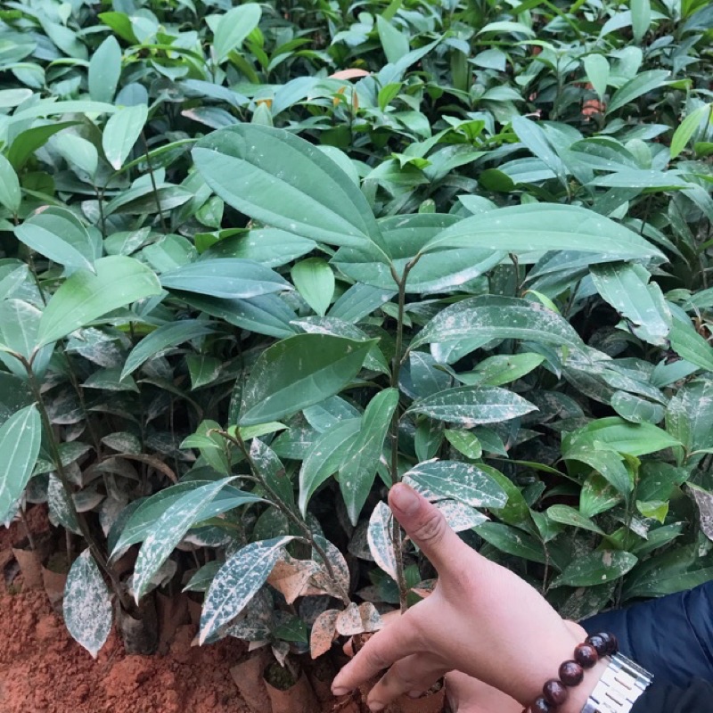 Cây quế giống Yên Bái gieo hạt cao 30- 50 cm