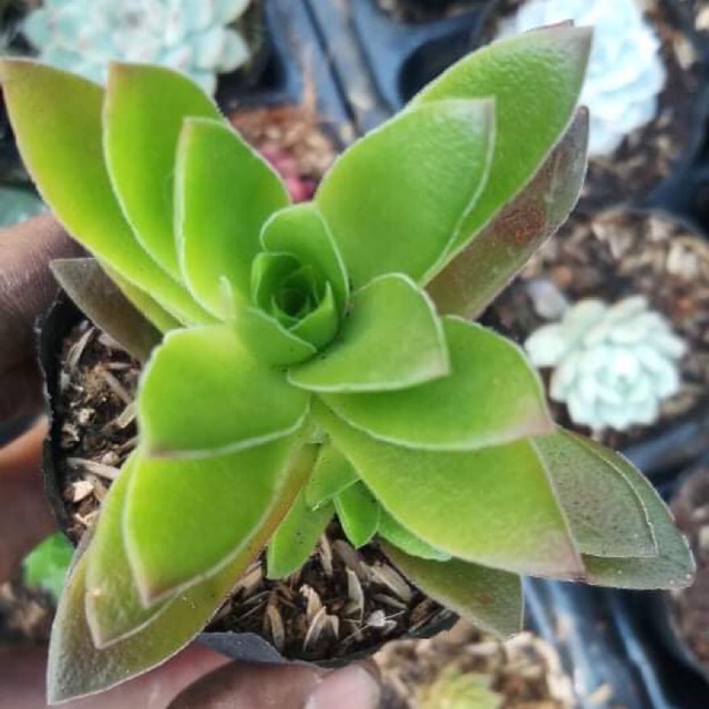 Sen đá tứ phương